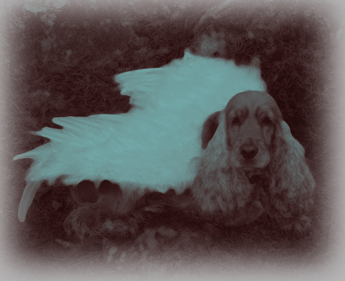 Wilma ängel